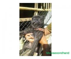 Black pug dog on sale at kathmandu nepal