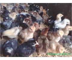 Giriraj Baby-chickens are sale at pokhara - Image 1/2