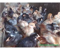 Giriraj Baby-chickens are sale at pokhara