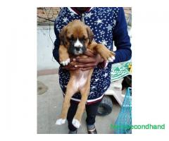 High quality boxer dog on sale at kathmandu - Image 1/4