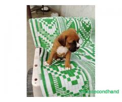 High quality boxer dog on sale at kathmandu - Image 2/4