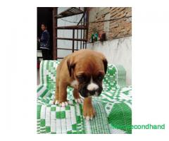 High quality boxer dog on sale at kathmandu - Image 3/4