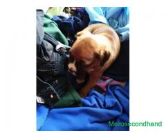 High quality boxer dog on sale at kathmandu - Image 4/4