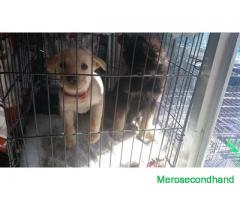 lab gsd dog on sale at kathmandu nepal - Image 1/2