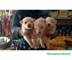 Spitz male female puppy on sale at kathmandu