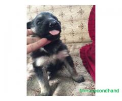 single coated gsd male female puppy on sale at kathmandu