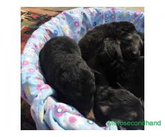 single coated gsd male female puppy on sale at kathmandu - Image 2/3