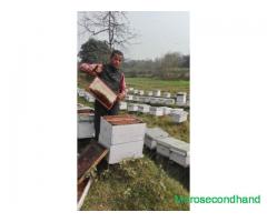 Local honey production at lumbini nepal - Image 1/3