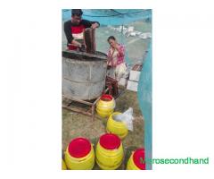 Local honey production at lumbini nepal