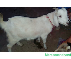 goat khasi bakhra on sale at pokhara - Image 1/2