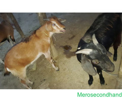 goat khasi bakhra on sale at pokhara
