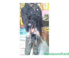 German sepherd puppy on sale at kathmandu - Image 1/4