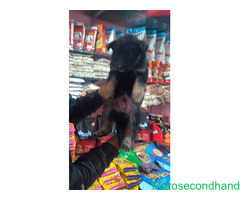 German sepherd puppy on sale at kathmandu