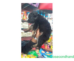 German sepherd puppy on sale at kathmandu - Image 3/4