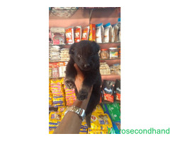 German sepherd puppy on sale at kathmandu - Image 4/4