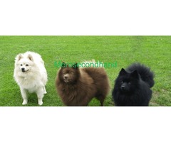 Gsd Spitz dog on sale