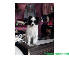 Japanese spitz 4 months old puppy on sale at kathmandu - Image 1/4