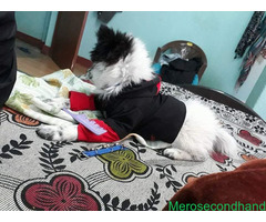 Japanese spitz 4 months old puppy on sale at kathmandu - Image 3/4