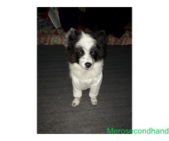 Japanese spitz 4 months old puppy on sale at kathmandu - Image 4/4