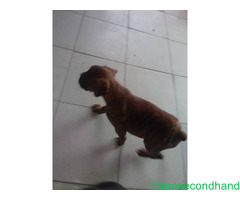 Female boxer puppy on sale at kathmandu - Image 1/4