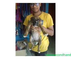 Female boxer puppy on sale at kathmandu - Image 2/4