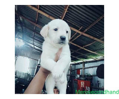 Lab male female puppy on sale at kathmandu - Image 1/3