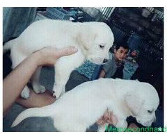 Lab male female puppy on sale at kathmandu