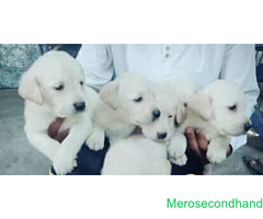 Lab male female puppy on sale at kathmandu - Image 3/3