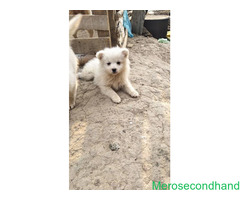 Female Spitz puppy on sale at kathmandu