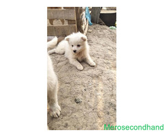 Female Spitz puppy on sale at kathmandu