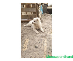 Female Spitz puppy on sale at kathmandu - Image 3/3