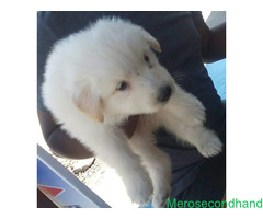 Full white GSD puppies on sale at kathmandu - Image 1/2