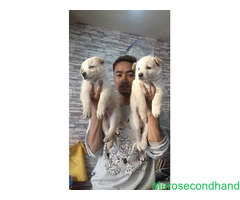Full white GSD puppies on sale at kathmandu - Image 2/2