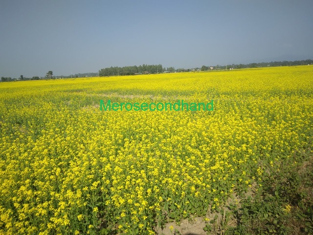 Prime Land for Sale – Near Road, Sapahi–7, Bara - 2/2